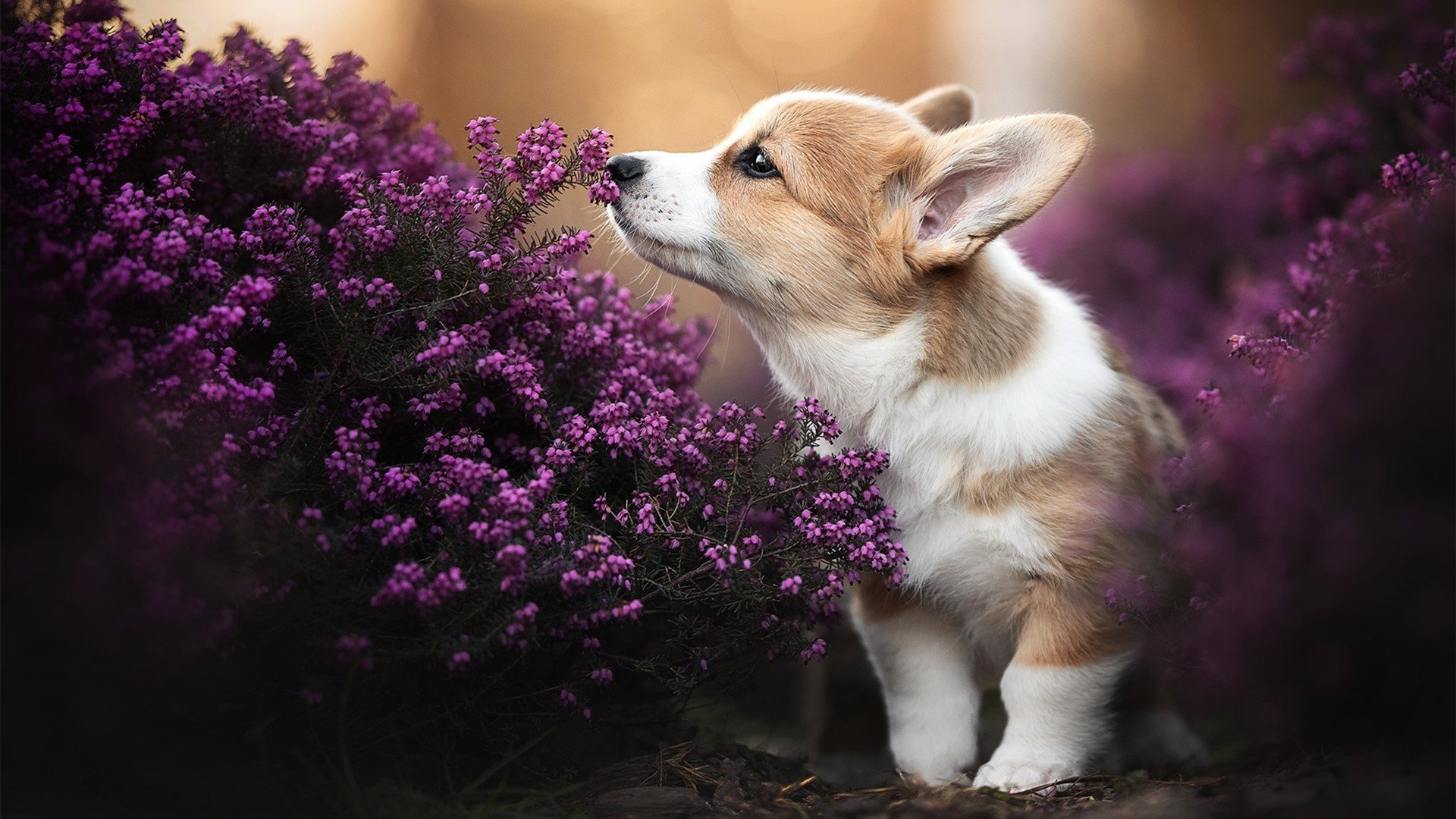 “沙滩手球在天府新区赛场精彩亮相，运动员拼尽全力”