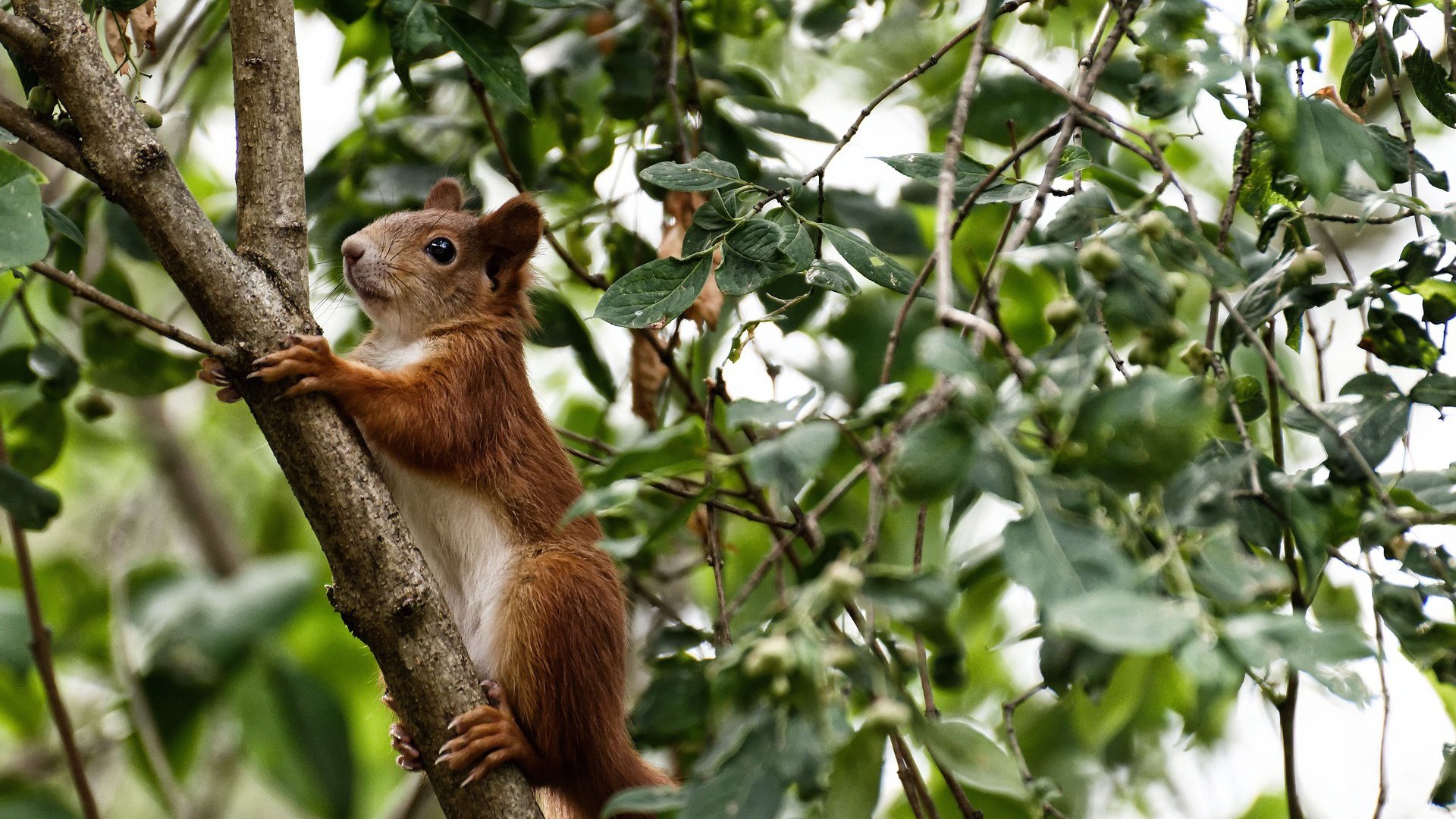 爱游戏app-五大联赛战术执行难度是否因视频分析而降低，五大联赛的赛制
