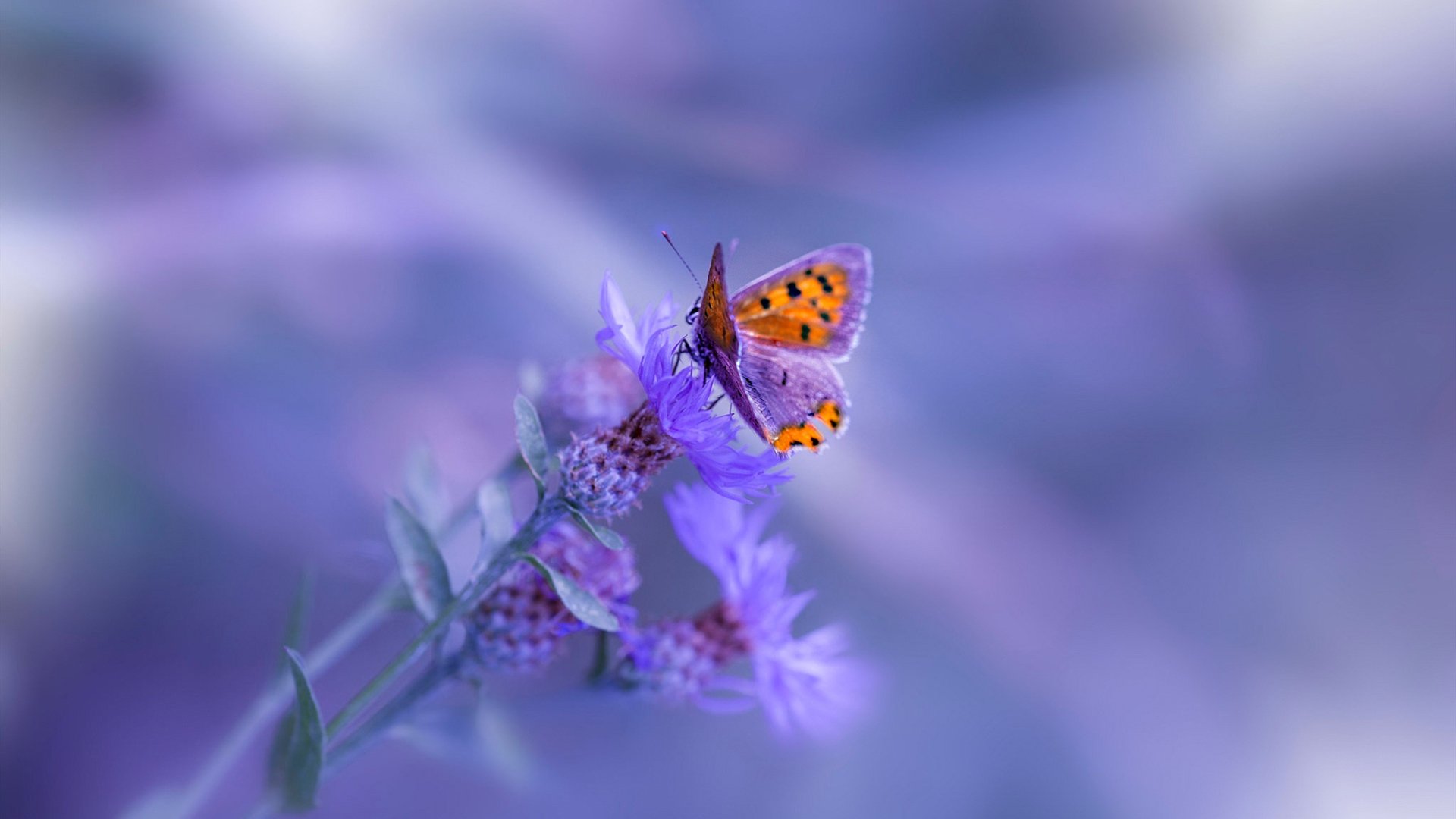 足球青训跨区域交流营激发潜力选手涌现，足球青训城市