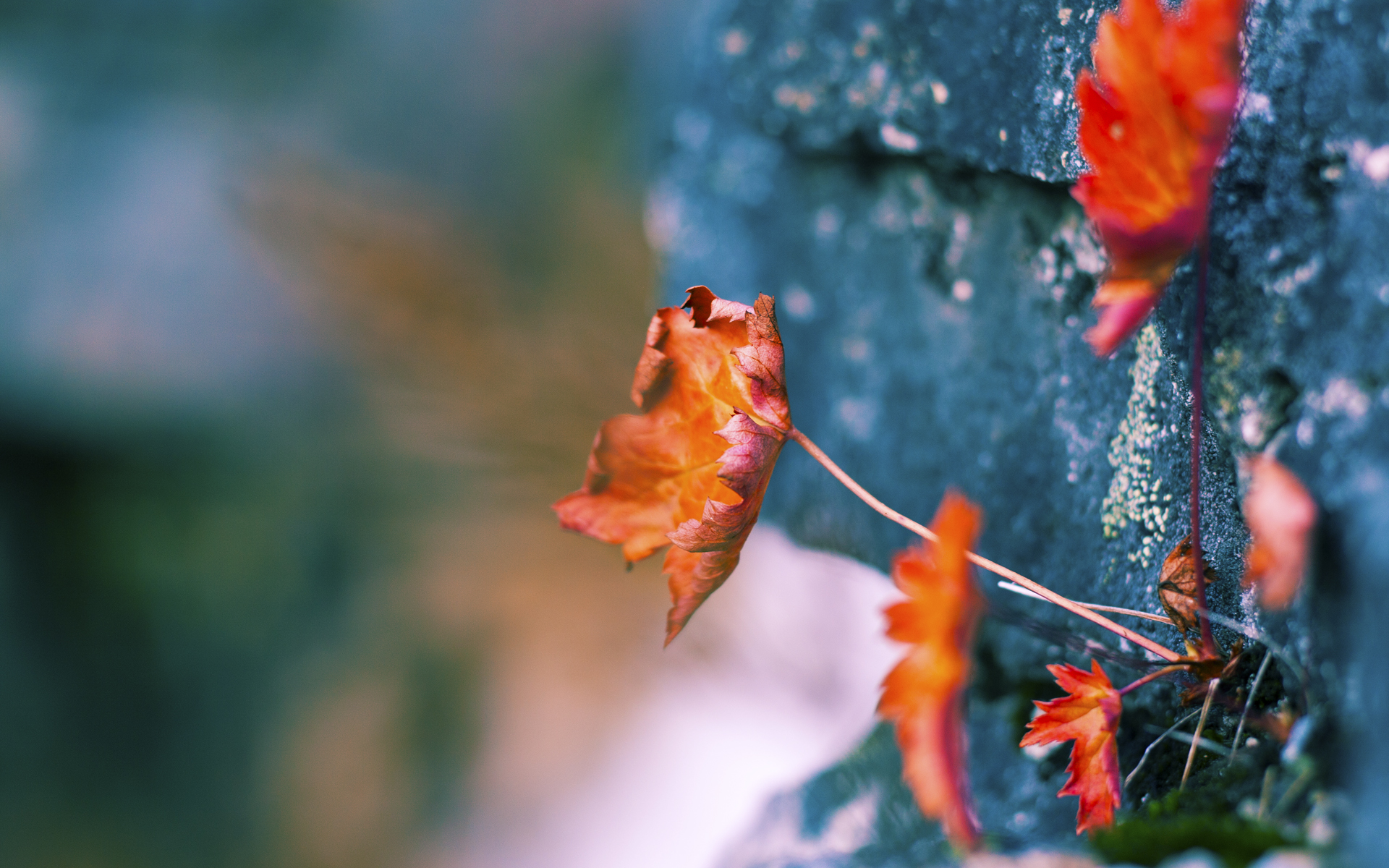 马龙参加公益活动 呼吁关注青少年心理健康，马龙宣传视频