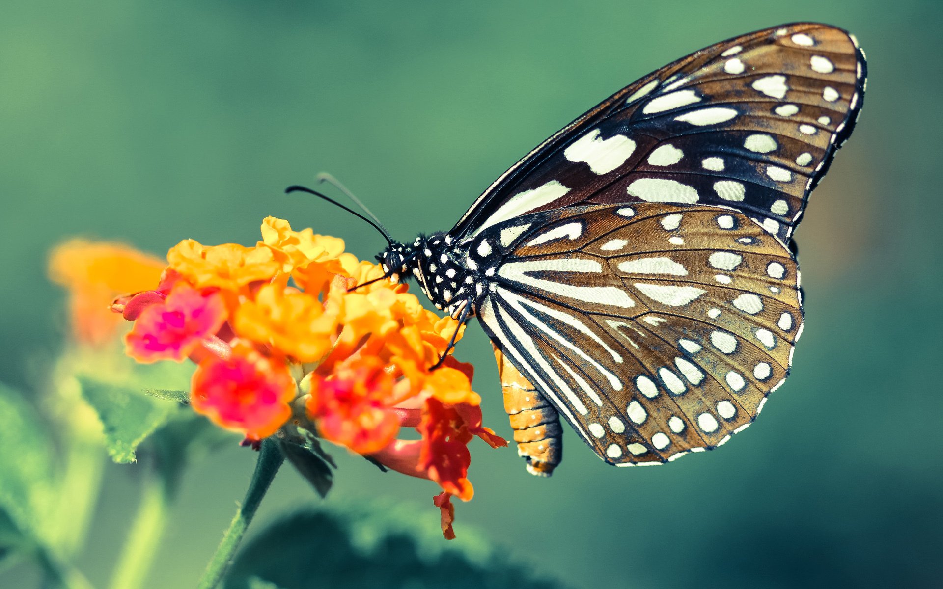 C罗对阵老东家完成梅开二度,c罗对视