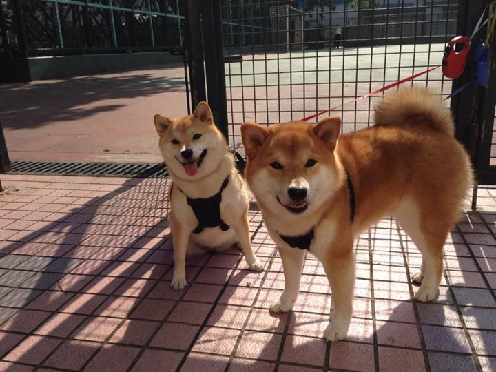 中国足球职业联赛优化球队临场指挥沟通工具，足球队伍比赛