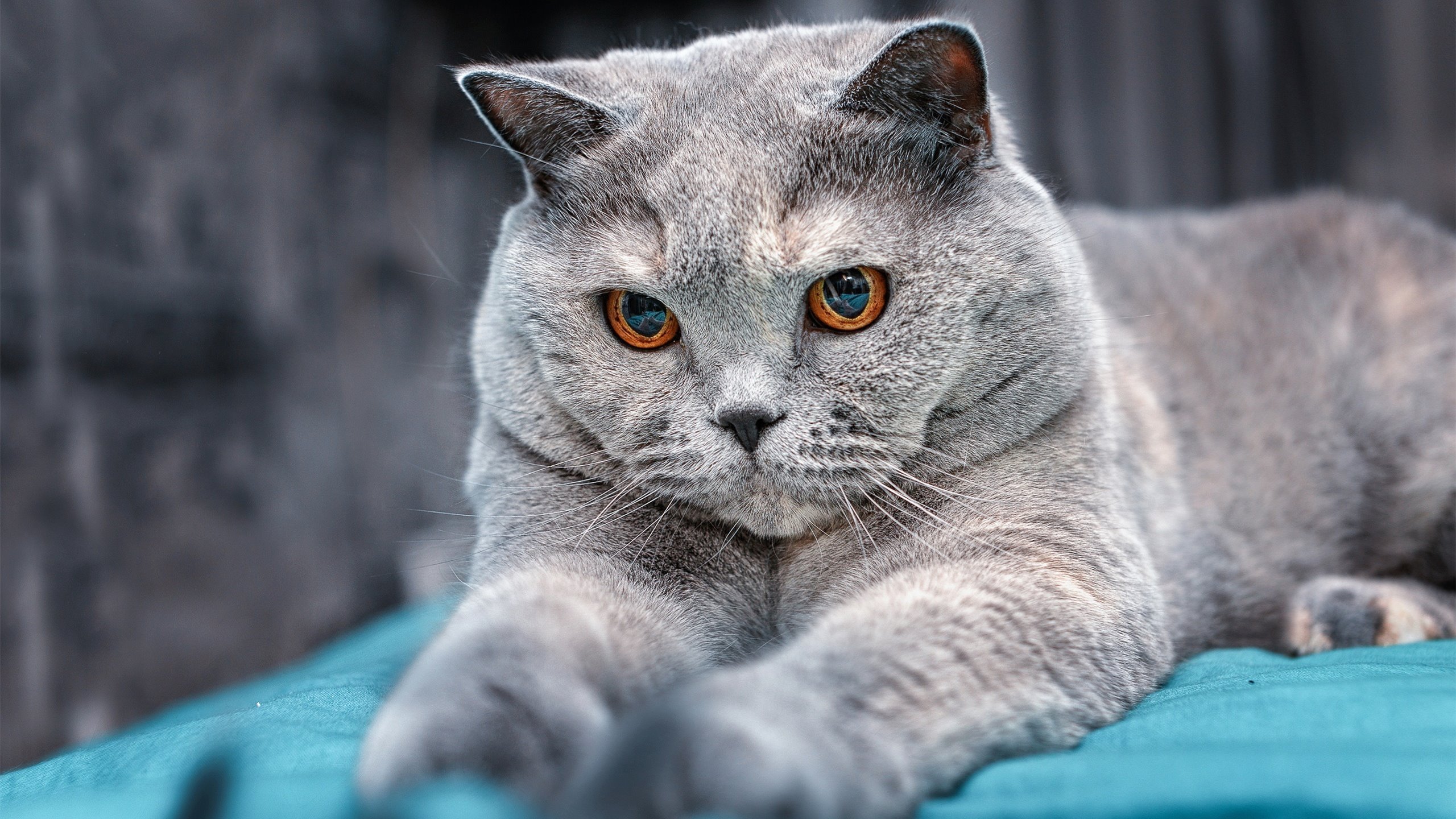 弗兰：全黑队中场的“支柱”，总能用稳定的防守为球队打下坚实基础