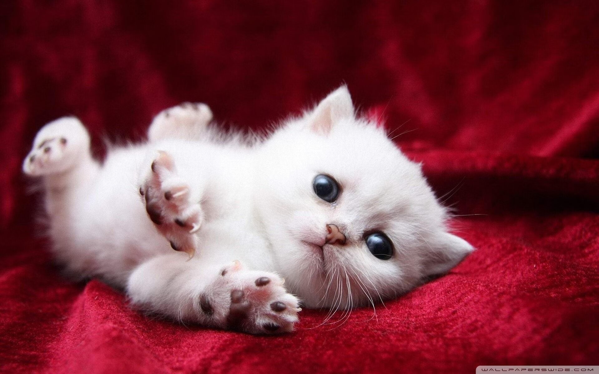 法国混合接力赛场表现引发热议，法国乒乓混双是谁