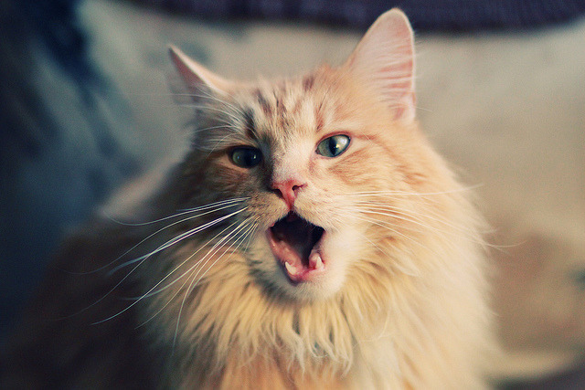 职业联赛注重品牌识别打造俱乐部视觉统一形象,职业联赛标准