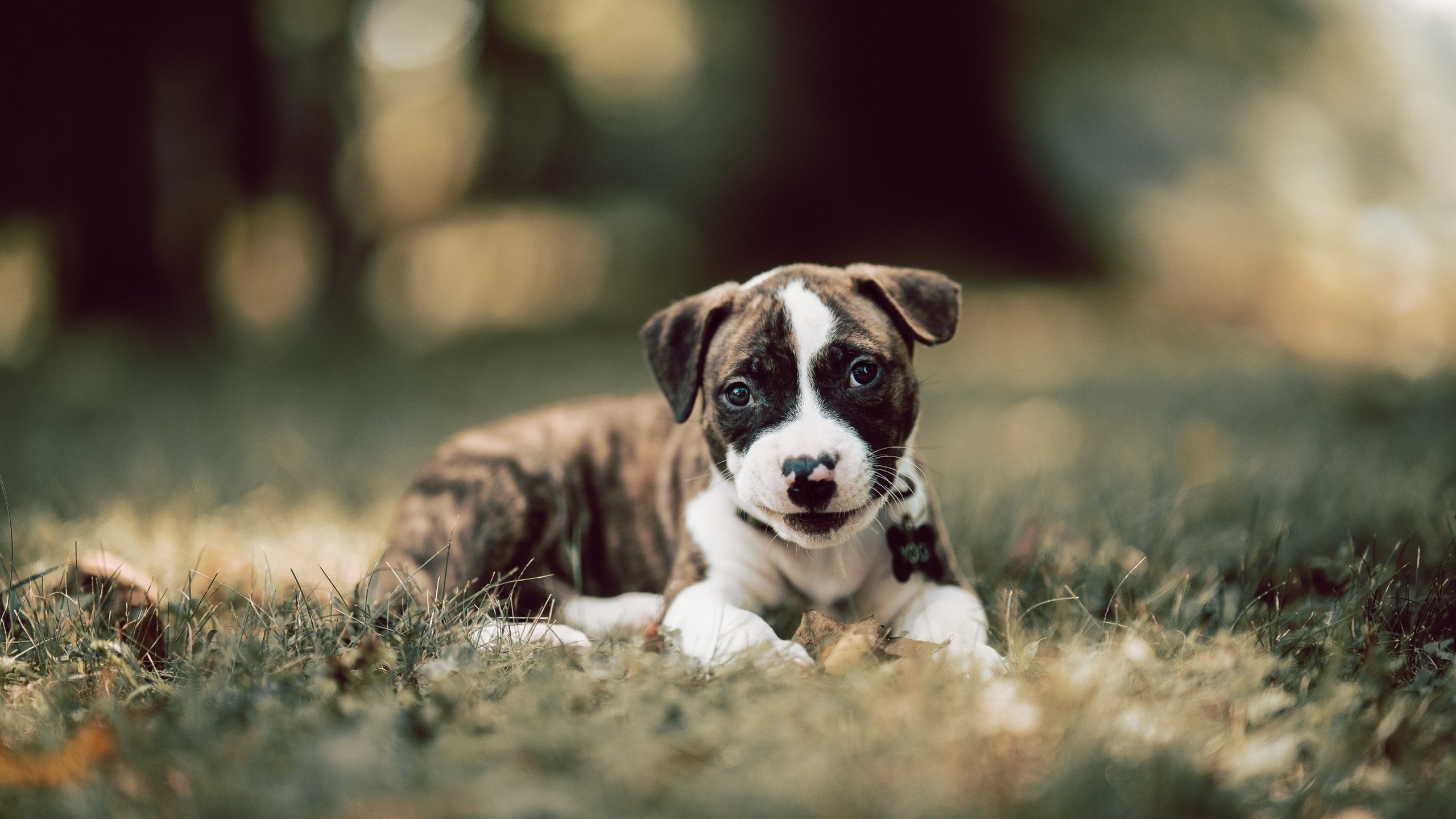 黄蜂新援表现被队友称为黑马之选,黄蜂队百度百科